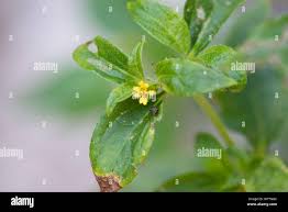 Image result for Calyptocarpus vialis