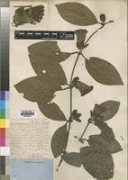 Image result for Sherbournia bignoniiflora