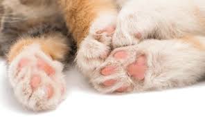 Like dinosaurs, cats are digitigrades, meaning they walk on their tiptoes! 9 Interesting Facts About Cat Paws Catster