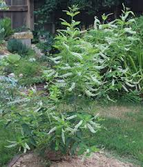 Image result for Lannea virgata