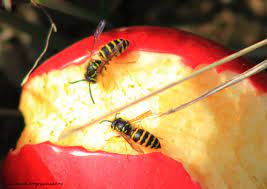 Check spelling or type a new query. A Good Year For Apples And Bees Talainsphotographyblog