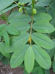 El fruto es una baya del color y tamaño de una. File Senna Occidentalis Leaves Jpg Wikimedia Commons