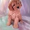 Browse thru our id verified puppy for sale listings to find your perfect puppy in your area. 1