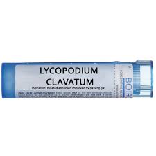 Image result for Lycopodium clavatum