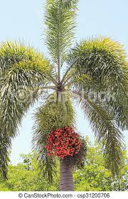 Palm tree fruits and seeds pictures of actual palm seeds and palm tree fruits by phil bergman. Palm Tree With Its Crimson Fruit One Christmas Tree Palm Tree With Its Red Berry Fruit Growing In Large Clusters Below The Canstock