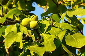 Image result for Juglandaceae