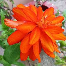 Image result for Crossandra infundibuliformis