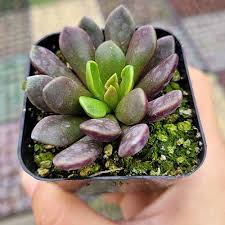 Image result for Anacampseros subnuda