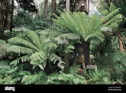 Image result for Cyatheaceae