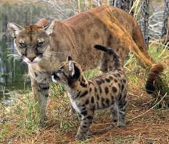 Protect All Wildlife On Twitter Florida Panther Endangered Animals Weird Animals