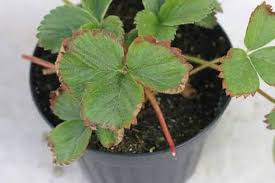 When the elephant foot gets brown leaves or even loses them, it is time to act. How To Remove Brown Tips From The Leaves Of Houseplants