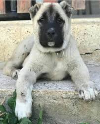 National Dog Of Turkey Kangal Kangal Dog Dogs Animals