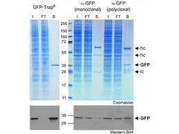 At genscript, secondary antibodies are purified from the serum of several hosts, including goat, donkey, mouse, rabbit, chicken and sheep. Gfp Trap Magnetic Agarose Kit Abin1889492