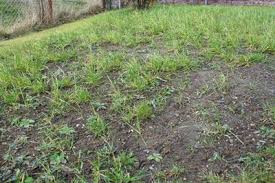 Unebener Rasen So Konnen Sie Ihn Begradigen Gartendialog De Rasen Anlegen Rasenboden Vorgarten Anlegen