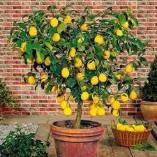 You pile also grow dwarf melon ones in potted containers. Dwarf Citrus Trees Indoor Lemon Tree Fast Growing Trees Plants