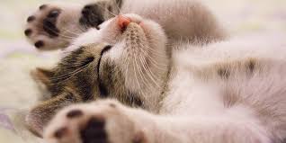 For the purr to exist in different cat species over time, geographical isolation etc. Why Do Cats Purr International Cat Care