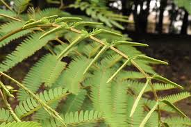 ネムノキ 合歓の木 庭木図鑑 植木ペディア