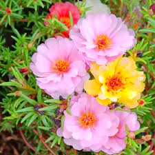 Image result for Ochna richardsiae