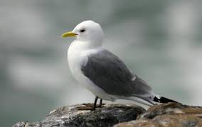 Image result for Tridactyle stevartiana