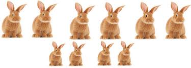 Resultado de imagem para rabbits