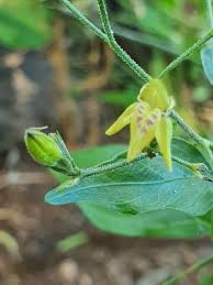 Image result for Justicia scandens
