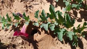 Image result for Harpagophytum procumbens