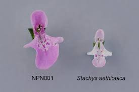 Image result for Stachys aethiopica