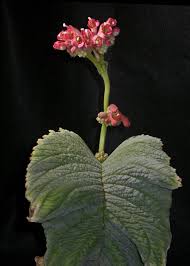 Image result for Streptocarpus glandulosissimus