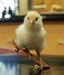 The cute black and white chicken design features mabel the skateboarding barred rock hen, getting ready to ollie on her skateboard. Pin On Everybody Can See