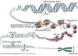 Chromosome Structures Chromosome Structure Teaching Biology Chromosome