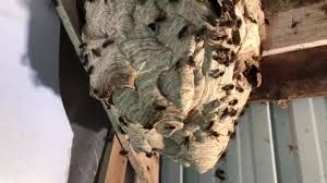Frelon, un nid de frelons. Live Nid De Frelon Asiatique Enorme Youtube