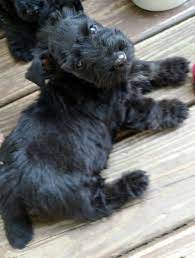 Scottie Puppy 7 Weeks Old Scottie Puppies Scottie Dog Scottie