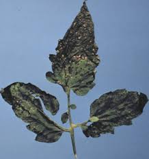 Image result for Septoria leaf spot of tomato