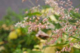 Image result for Melinis ambigua