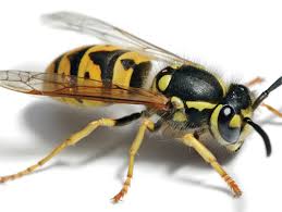 Masonry (or mortar) bees are one of those solitary types that do not nest in a colony but within individual holes in the ground and occasionally in walls. Mortar Bee Live Honey Bee Removal Non Lethal Beegone