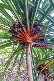Image result for Pandanus sp. B
