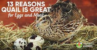 Cages get all messed up and hay gets wasted when small animals pull too much out of their feeders. 13 Legitimate Reasons To Start Raising Quail In Your Urban Homestead