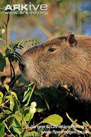 Image result for Paratheria