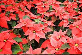 It stated that poinsettias were a toxic plant that should be avoided at all costs. Are Poinsettias Poisonous Howstuffworks