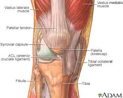 Compact bone is the solid, hard outside part of the bone. Aging Changes In The Bones Muscles Joints Information Mount Sinai New York