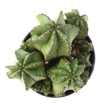 Image result for Euphorbia pfeilii