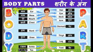Learn body parts name in hindi & english with pictures for children. Body Parts For Kids Parts Of The Body In Hindi à¤¶à¤° à¤° à¤• à¤… à¤— à¤• à¤¨ à¤® Body Parts In English Youtube
