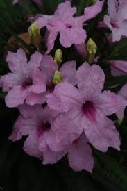 A bed of katie dwarf ruellias or mexican petunias. Katie Pink Dwarf Ruellia Dwarf Mexican Petunia Desert Petunia Mexican Blue Bells Florida Bluebells Pink Flowers Or Flower Parts Almost Eden