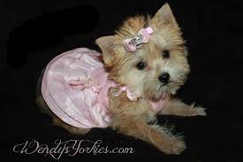 I will microchip your new puppy upon your request! Yorkshire Terrier Maltese And Morkie Puppies For Sale In Texas Wendys Yorkies