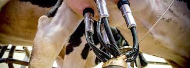 The Importance Of Milking Cows The Dairy Alliance