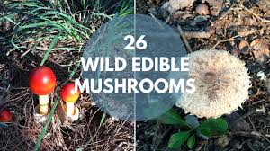 Is there a way to cook it? Wild Mushrooms You Can Eat Youtube