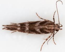 Image result for Ericinella