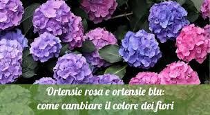 Fiori tropicali fiori esotici piante tropicali bellissimi fiori piante per cortile piante rampicanti fiorite coltivare i fiori foto di paesaggi vaso per le ortensie sono da sempre conosciute e apprezzate da molti giardinieri professionisti e non per la loro splendida fioritura, nonché per le dimensioni dei. Ortensie Rosa E Ortensie Blu Come Cambiare Il Colore Dei Fiori Orto24