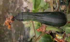 Il Marciume Delle Zucchine Cause E Rimedi Nel 2020 Piante Di Zucchine Coltivare Zucchine