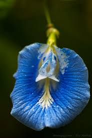 Image result for Clitoria kaessneri